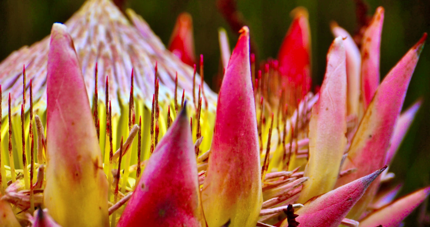 Besonderse blomme van Suid-Afrika: ’n lysie vir beginners