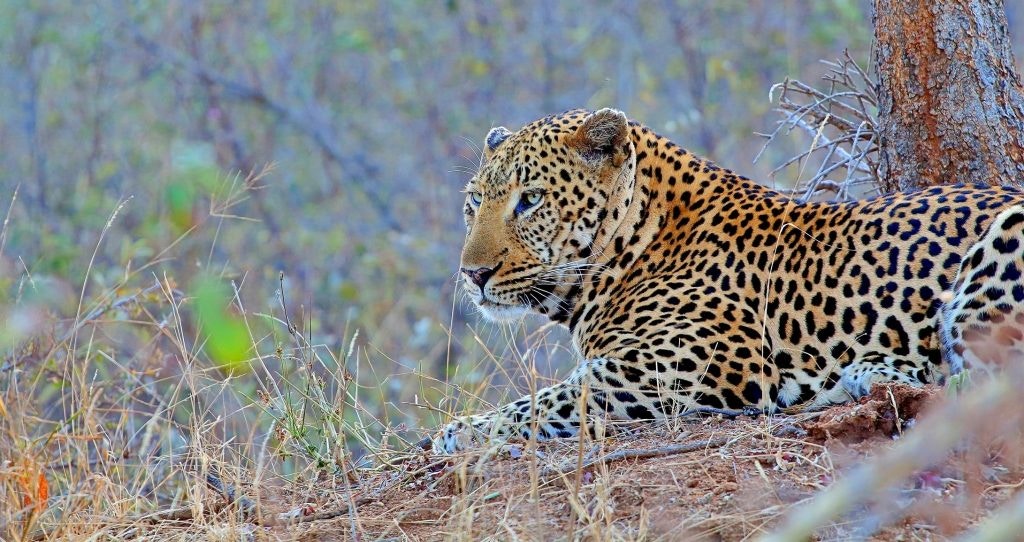 Stay Close to the Kruger National Park Gates