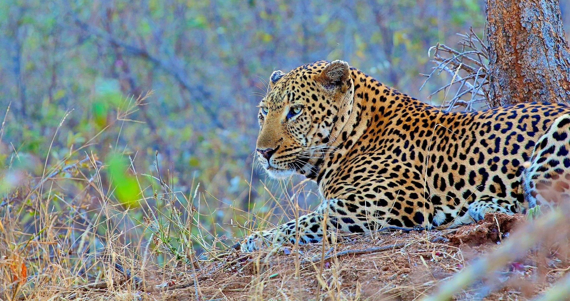 Stay Close to the Kruger National Park Gates
