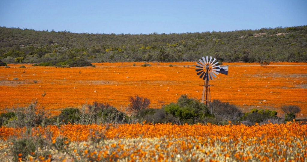 Namakwaland blommekyk