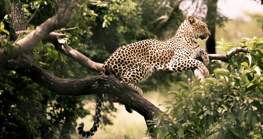 Hiér kan jy op Groot Vyf-avonture gaan