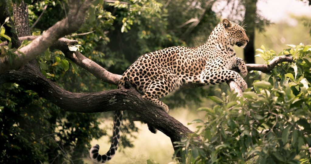 Hiér kan jy op Groot Vyf-avonture gaan