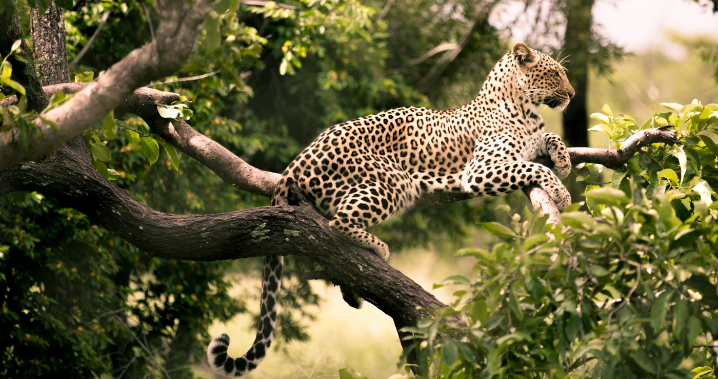 Hiér kan jy op Groot Vyf-avonture gaan