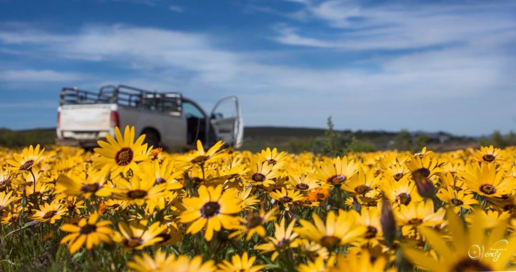 Hierdie blyplekke tussen die blomme is nog beskikbaar