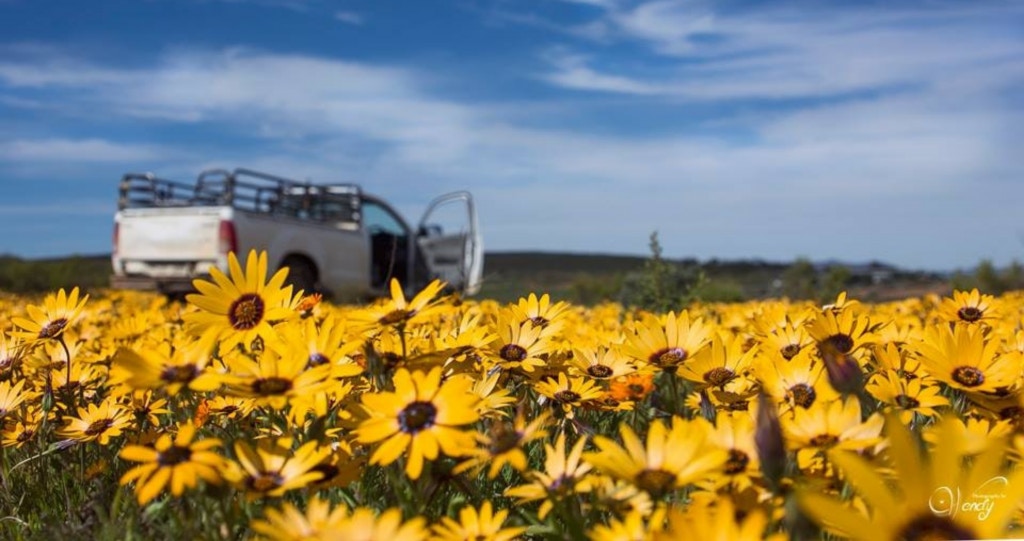 Hierdie blyplekke tussen die blomme is nog beskikbaar