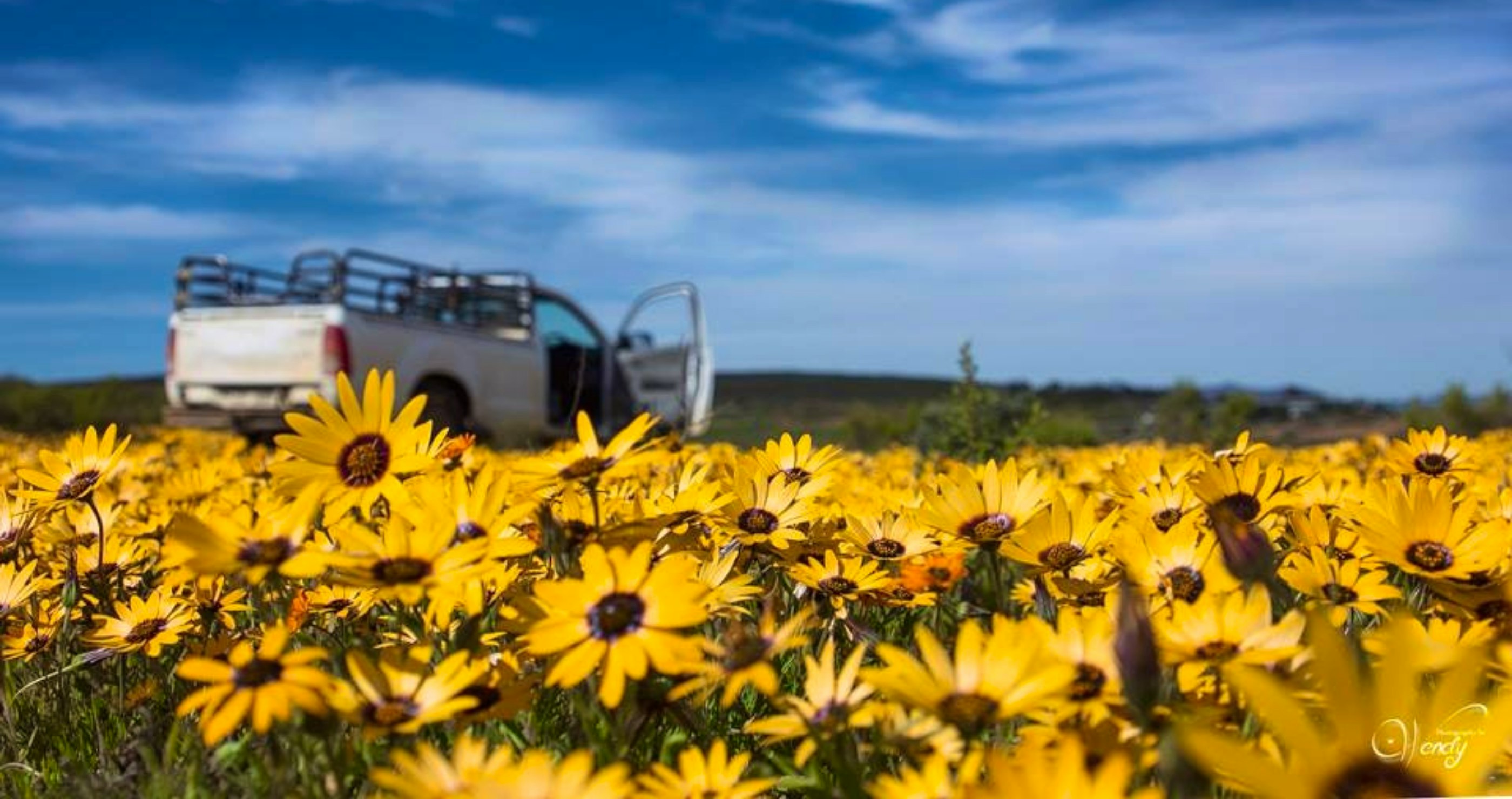 Hierdie blyplekke tussen die blomme is nog beskikbaar