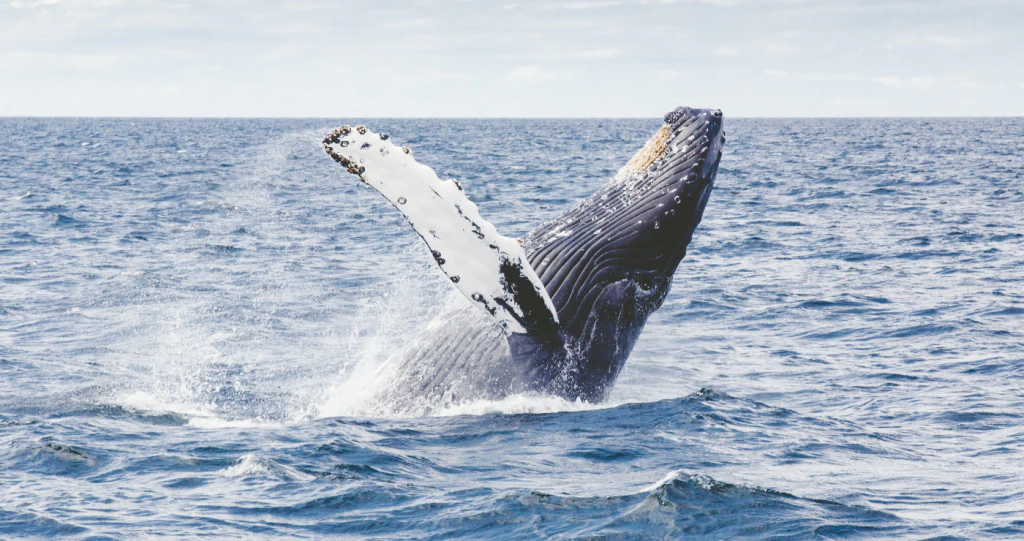 Hiér kan jy in Suid-Afrika walviskyk