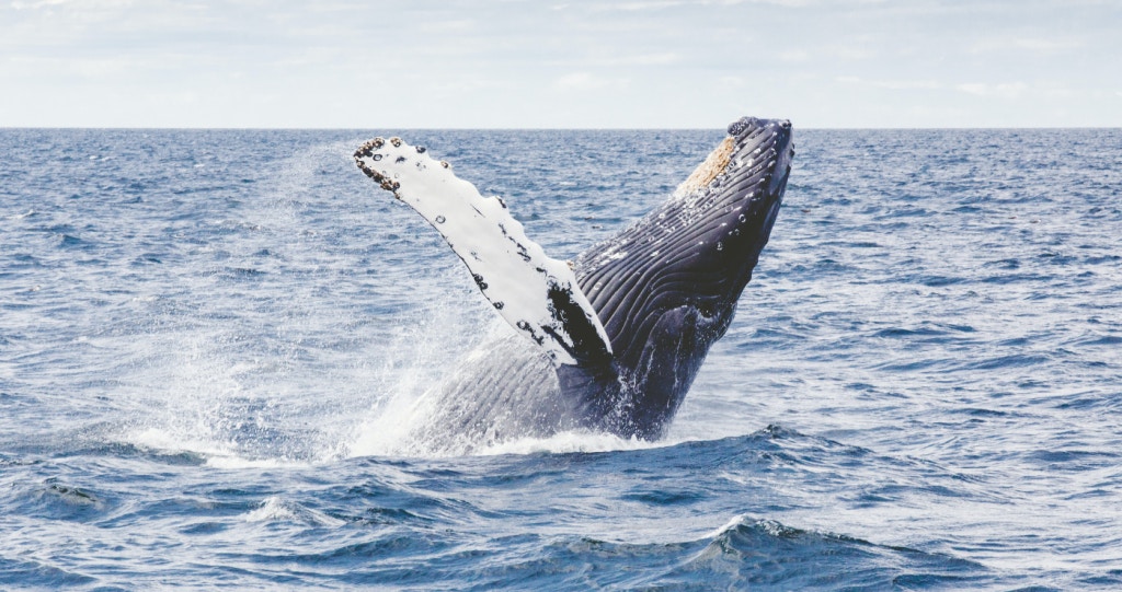 Hiér kan jy in Suid-Afrika walviskyk