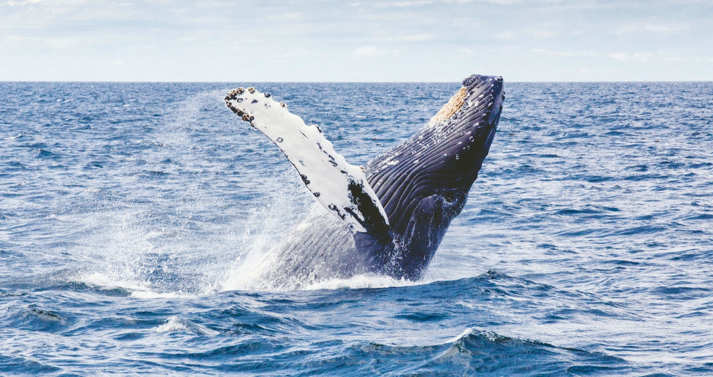 Hiér kan jy in Suid-Afrika walviskyk