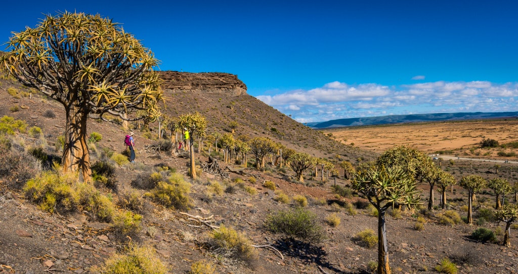 nieuwoudtville quiver tree forest kokerboomwoud hantam-karoo knersvlakte boesmanland bigstock