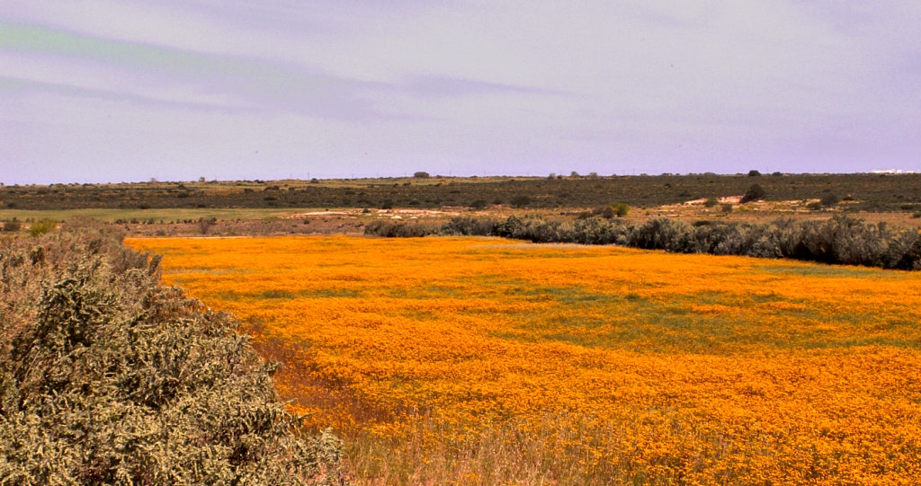 graafwater flowers wikimedia commons