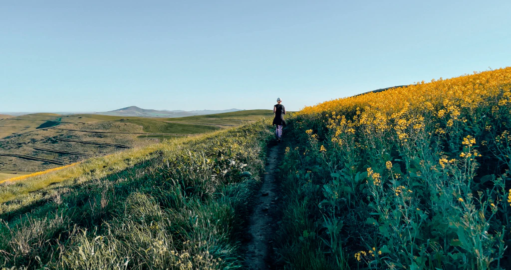 9 velddrafroetes in die Wes-Kaap