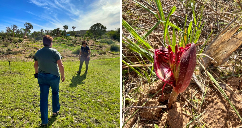 Ramskop Natuurtuin Ramskop Nature Reserve Nature Garden Clanwilliam Flower Show Clanwilliam Veldblomskou