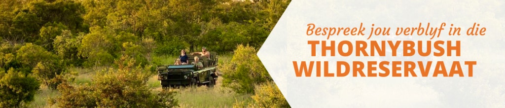 thornybush game reserve wildkyk game drive lekkerslaap lekkeslaap verblyf accommodation big 5