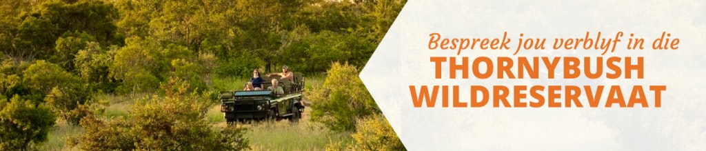 thornybush game reserve wildkyk game drive lekkerslaap lekkeslaap verblyf accommodation big 5 