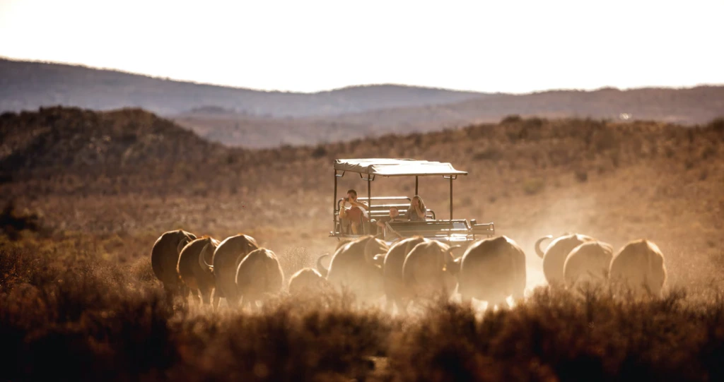 Wonderlike wildkykplekke op LekkeSlaap