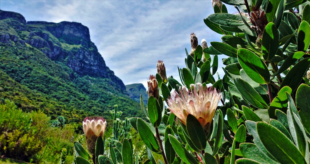 Kirstenbosch