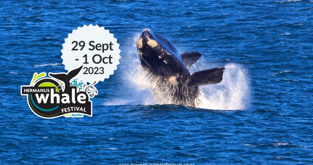 whale festival hermanus walvisfees