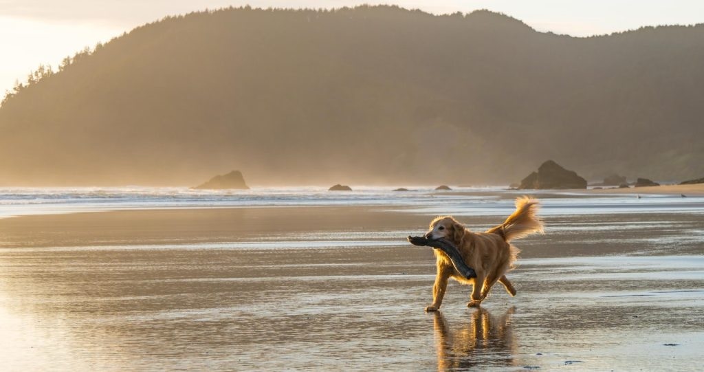 Troeteldiervriendelike verblyf vir groepe aan die Wildekus