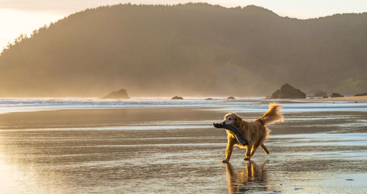 Troeteldiervriendelike verblyf vir groepe aan die Wildekus
