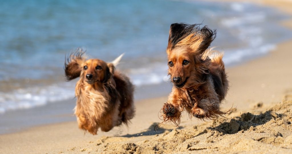 Wagter gaan Weskus toe: Troeteldiervriendelike Blyplekke