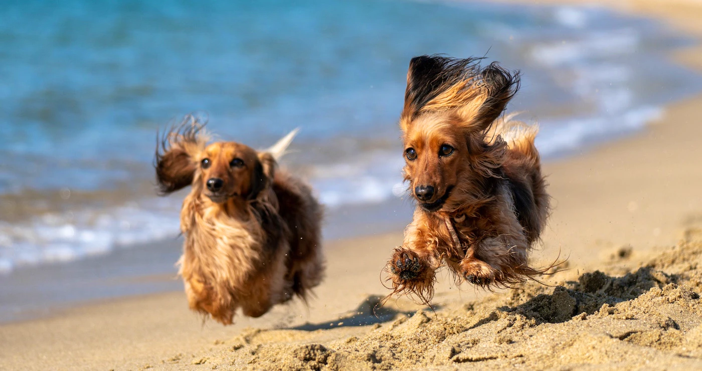 Wagter gaan Weskus toe: Troeteldiervriendelike Blyplekke
