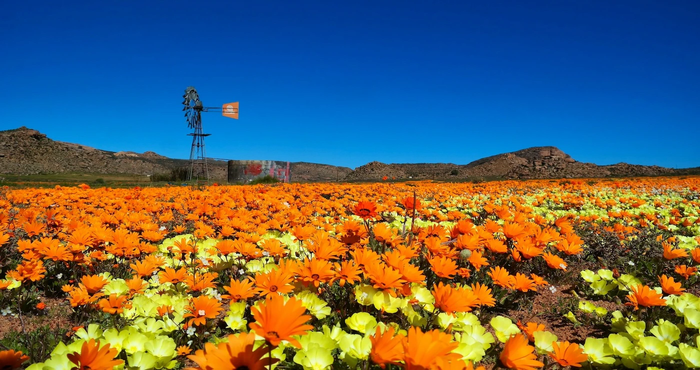 12 Lekke plekke vir blommekyk in Namakwaland