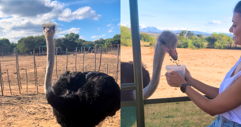Safari Ostrich Farm_Natasha Labuschagne