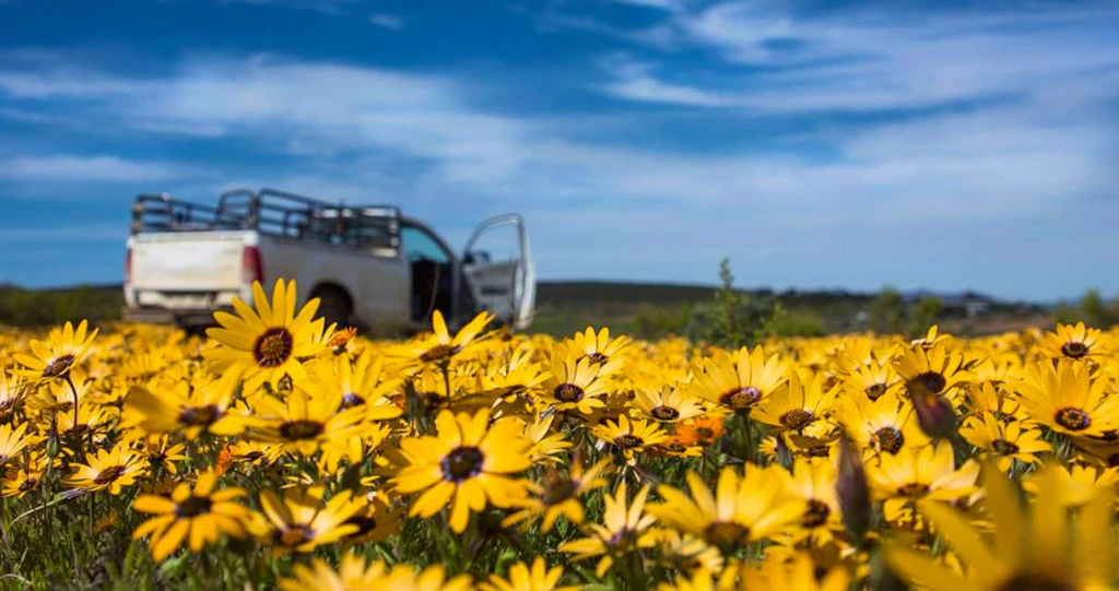 Die waar, wat en hoe van blommekyk in Suid-Afrika