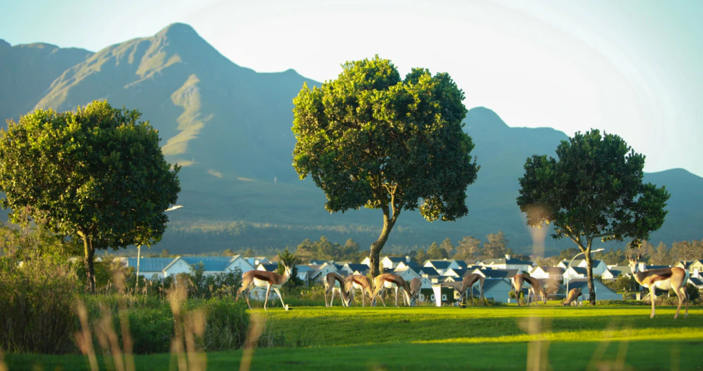 George at a Glance: Top Stays in the Heart of the Garden Route