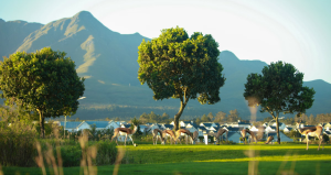 George at a Glance: Top Stays in the Heart of the Garden Route