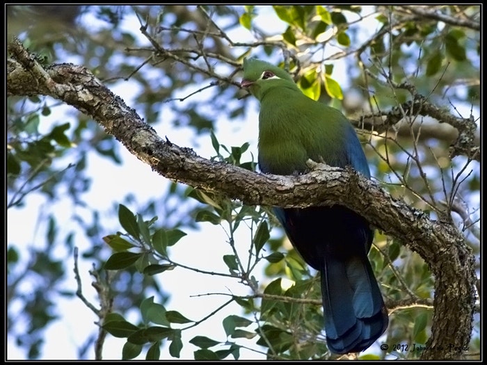 Knysna Turaco (Tauraco corythaix corythaix)