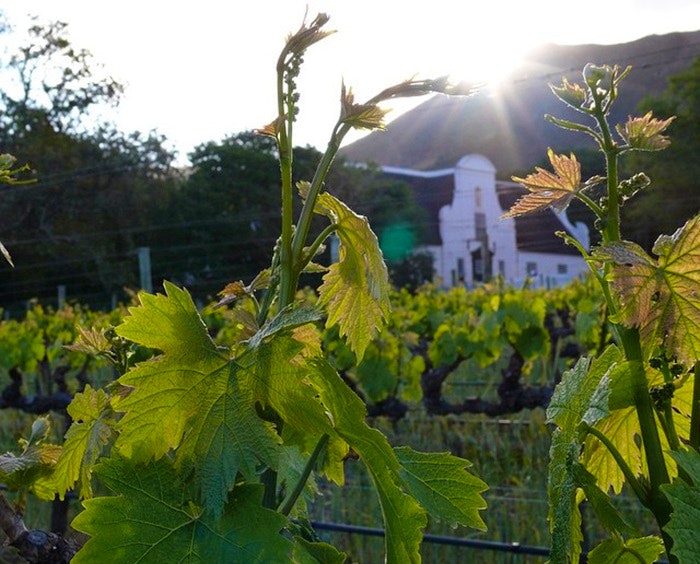 Heritage - Groot Constantia