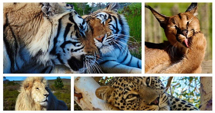 Panthera Africa - Fotos deur Panthera Africa