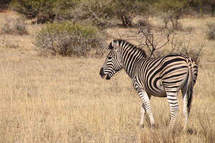 Zebra deur Martie Swart (Flickr)