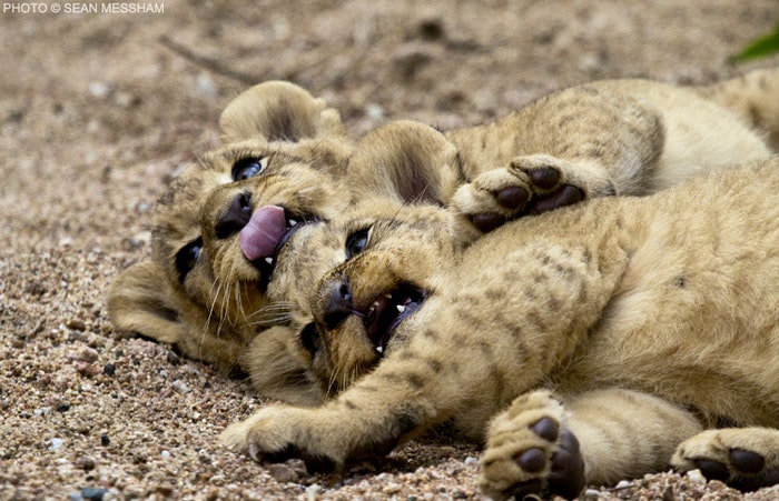 Lion Cubs by Sean Messham (C) Messham Photography