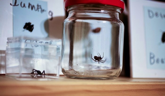 Spider jar by ssicore (Flickr)