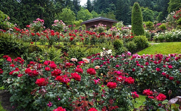 Rose Garden by rrbill (Flickr)