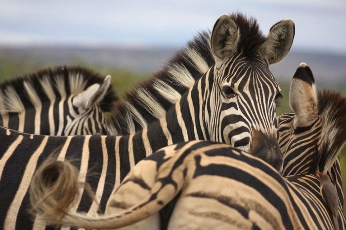 Villiera -zebra-by-NkawuCottage