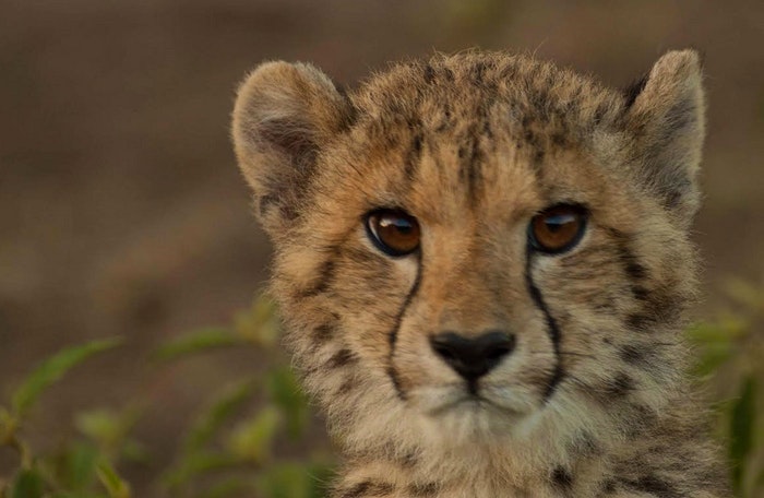 Cheetah cub supplied by Ross Kingsley