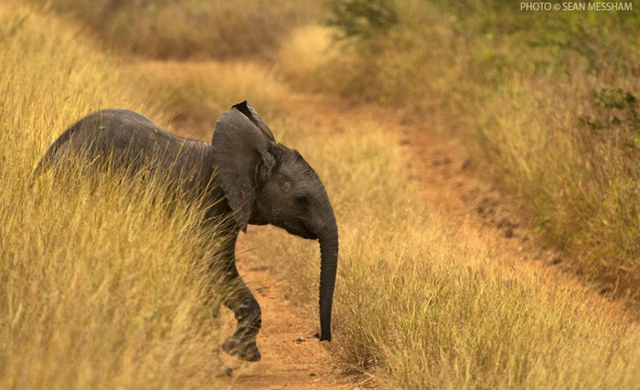 Baby elephant supplied by Sean Messham