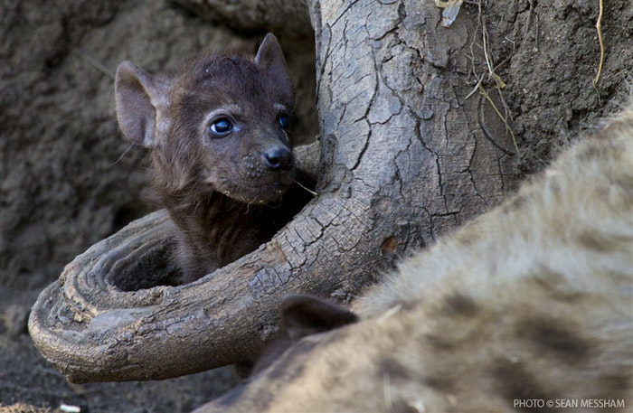 A look into a hyena den supplied by Sean Messham