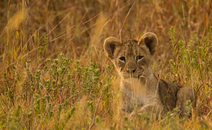 Lion cub in the long grass supplied by Ross Kingsley