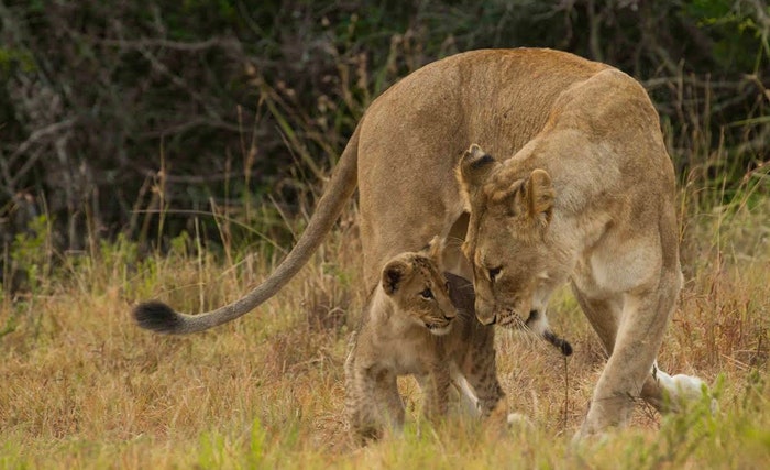 Lion mother and cub supplied by Ross Kingsley