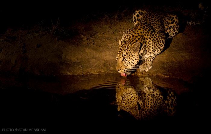 Male leopard drinking water in the headlights supplied by Sean Messham