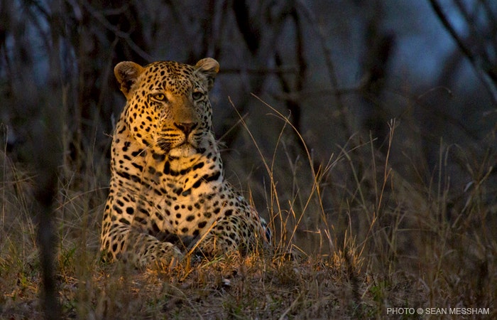 Male leopard in the spotlight supplied by Sean Messham