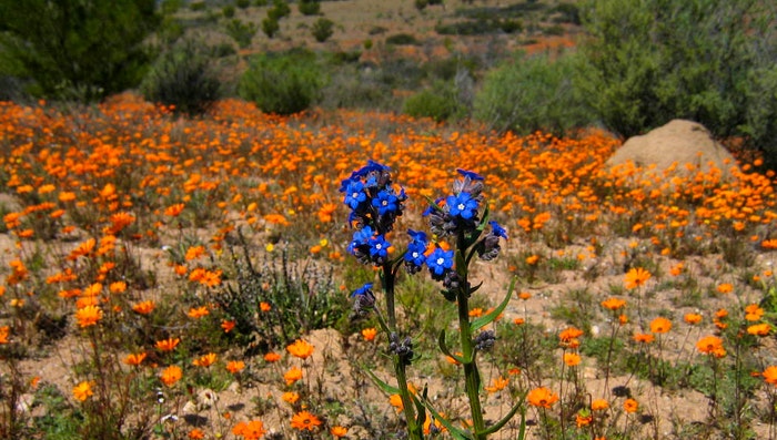 Spending time in nature is a new rising travel trend. Namaqualand-by-titoh44-Flickr-2