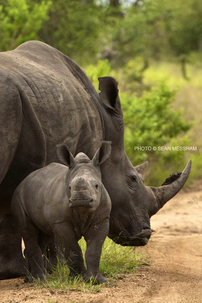 Rhino mother and baby supplied by Sean Messham