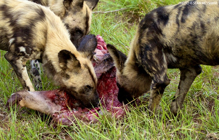 African wild dog kill supplied by Sean Messham