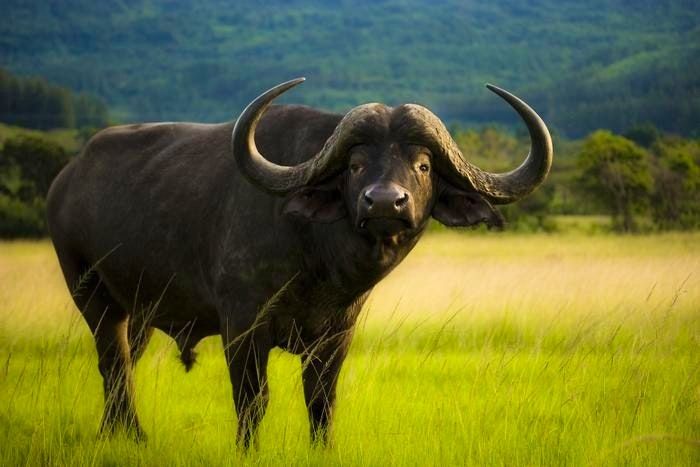 buffalo (Karkloof Spa)